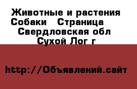 Животные и растения Собаки - Страница 15 . Свердловская обл.,Сухой Лог г.